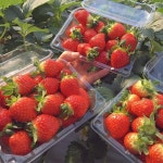 배터지도록 🍓 딸기 뷔페🍓🍓🍓 - #제주#저지리#동산농원#딸기농장체험#친환경딸기#딸기뷔페#🍓#jeju#strawberrylover... 