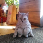 Ive never seen a cat sit like this before! | 고양이 유머, 고양이 사진, 웃긴 동물 사진