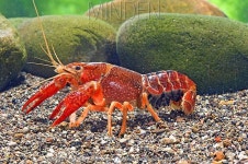 procambarus clarkii - Google Search | 가재