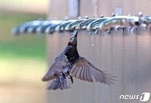 (경산=뉴스1) 공정식 기자 = 대구를 비롯한 영남 일부 지역에 폭염주의보가 내려진 3일 오후 경북 경산시 하양읍 대구가톨릭대학교 효성캠퍼스... 