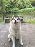 #SiberianHusky | 강아지