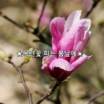 ★목련꽃 피는 봄날에★    봄 햇살에 간지럼 타 웃음보가 터진 듯  피어나는 목련꽃 앞에 그대가 서면  금방이라도 얼굴이 더 밝아질 것만... 