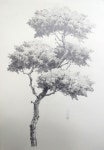 Pencil drawing process 소나무그리기 과정 - 기초 연필 데생 드로잉 <남일 데생> | 풍경 스케치, 조경 예술, 단계별 드로잉