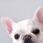 French Bulldog | 희귀동물