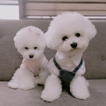 엄마 가고있다 가고있다 킁킁 흑흑 . . #비숑 #비숑프리제 #bichon #bichonfrise #멍스타그램 #개스타그램 #instadog #pet... 