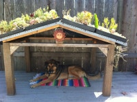 Awesome succulent roof dog house my mom made for her pup. #doghousesforsmalldogs | 개집, 개, 강아지
