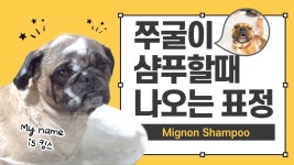 쭈굴이 강아지가 목욕할 때 나오는 표정 - 2023 | 강아지, 목욕