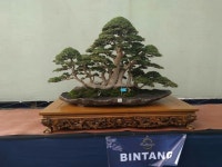 Pin oleh 영수 권 di 소나무 | Bonsai, Kebun, Beautiful