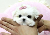 Sweet teacup puppy | 강아지
