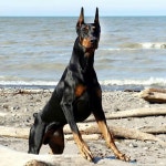 Doberman                                                                                                                                         … | 도베르만... 
