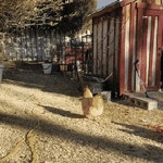 오늘의유머 - 한번쯤 볼만한 동물 움짤들.gif(데이터주의) 한번쯤 볼만한 동물 움짤들.gif(데이터주의)