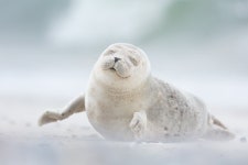 Joy by Erika Valkovicova. A seal pup enjoys the morning breeze on Dune Island in Germany. | 귀여운 동물, 동물, 사진