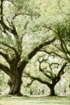 Majestic oak trees lining Audubon park | 자연 사진, 생명나무, 자연