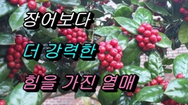 요강이 뒤집어질 정도로 천지를 요동치는 벌떡목 | 약초, 허브, 수채화 그림