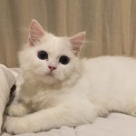 ปักพินโดย ㅎㅅㅇ ใน 고양ㅇㅣ