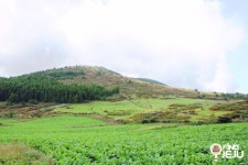 효리네민박 백약이오름 요즘 핫플 제주오름 명소 : 네이버 블로그 | 여행