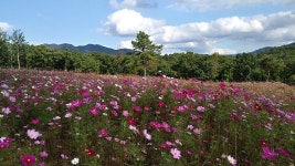 Flower에 있는 기원 김님의 핀