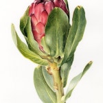 수채화 illustrator에 있는 핀