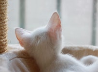 #고양이 #냥스타그램 #캣초딩 #아깽이 #오드아이 #cat #catstagram #ilovecat #kitten #lovelycat  #동물  #천사냥 #반려묘 #반려동물 %2... 