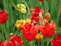 고양대로, #Goyang-daero, South #Korea | Plants