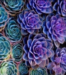 Pin de 승현 유 en 사진 | Imagenes de plantas, Suculentas