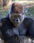 GORILLA에 있는 핀
