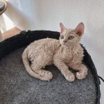 Peachcoral님의 고양이 이미지 | 고양이