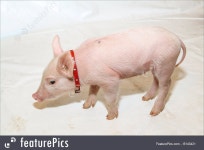 baby pig에 대한 이미지 검색결과 | 동물