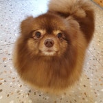 그레이스펫그루밍스튜디오 신경희 on Instagram: “꼬삔이^^ #그레이스펫그루밍포메”