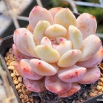 오렌지먼로0108(E. Monroe(Orange)) - 다육식물(Succulents) - 2023 | 다육 식물