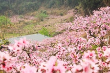 가든 복숭아나무 도원 베이스 음악 도원 농장,복숭아 꽃 복숭아 꽃 복숭아 복숭아 꽃,옛날, | Peach blossoms, Blossom, Peach
