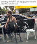 Seriously how my dog is | 귀여운 개, 강아지, 동물