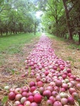Pin di 정희 박 su 수채화 과일 | Frutta fresca, Verdura, Frutta