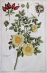 Botanical  Print에 있는 Yongsig Han님의 핀