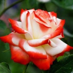 Pin by 창수 유 on Rosas in 2020 | Beautiful rose flowers, Rose seeds, Beautiful flowers