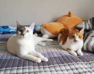 귀여워긔여워   코숏  캣초딩  냥스타그램  캣스타그램  남매냥이  남매냥  고양이  일상  야옹이  묘스타그램  반려묘... 