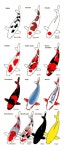 Koi Fish Information(이미지 포함) | 일러스트레이션, 동물, 손