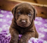 Puppy called  ( teddy) | 귀여운 동물, 동물