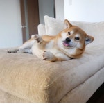 muhhhhh..... bring me the bacon | 개, 동물