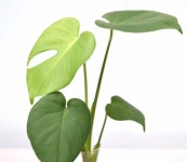 • 수경재배 식물 추천해요! Plant 플랜테리어 어렵지않아 : 네이버 블로그 | 식물, 광합성