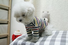 Bichon Frise  Good - night!!  안녕히주무세요.