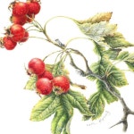가을 열매 #산사나무 #산사자#보타니컬아트 #식물세밀화 #색연필그림 #chinese_hawthorn #botanicalart #watercolorpencil #autumn... 