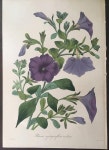 Botanical Print from Paxtons Magazine of Botany, volume 2 | 꽃 그리기
