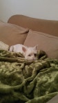 My dear Maru! My Westie!  내 마루 - West Highland White Terrier