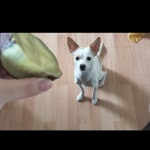 고구마와 강아지🍠🐕 #instagram#dogstagram#dog#puppy#인스타그램#멍스타그램#강아지그램#믹스견그램#강아지#갱애쥐#갱얼쥐... 