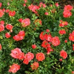 장미정원에 있는 🍵 여유님의 핀(이미지 포함) | 장미 정원