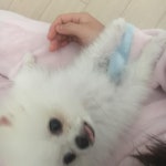 발바닥이 오늘따라 귀여어 (  )  #멍스타그램#개스타그램#견스타그램#강아지#포메#포메라니안#크림포메#크림포메라니안#멍멍이... 