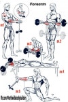 personal_trainer_forearm_workouts_2014-10-13_22-07-06.jpg (570×853) | 보디빌딩, 팔 운동, 근육 키우기