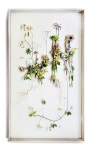 Flower construction #23 (w:70 h:120 d:6.5 cm) | 드라이 플라워, 꽃장식, 압화
