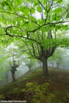 Under the green leaves by joserra irusta on 500px | 자연, 배경, 영감